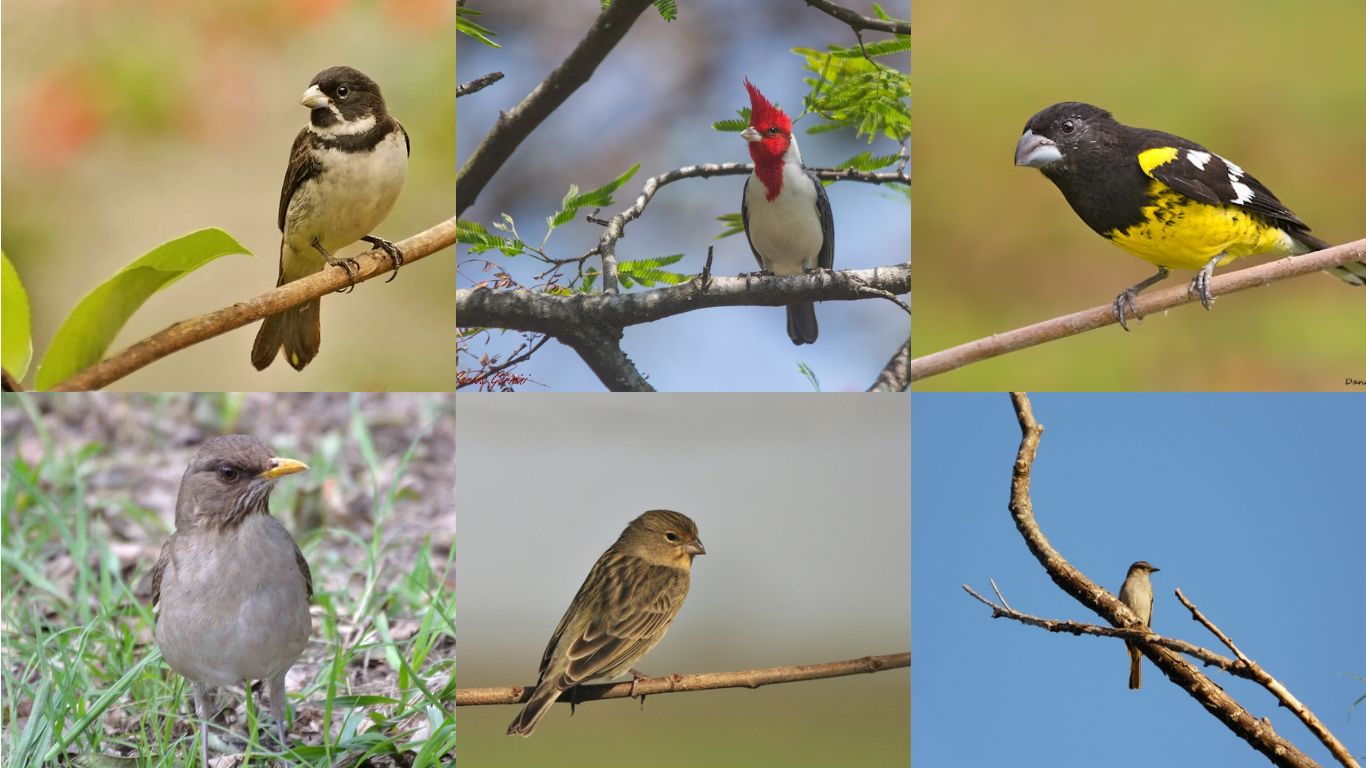 ¿Más vale pájaro en mano?: en Funes rescataron de la venta ilegal a 40 aves protegidas 